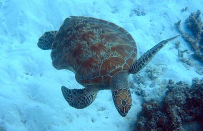 A turtle swims comfortably among the coral, despite its
old injury - a large shark bite on one side