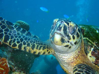 A close-up, straight-on shot of a turtle feeding on the
coral